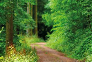 Kräuterwandern mit Alpakatrekking