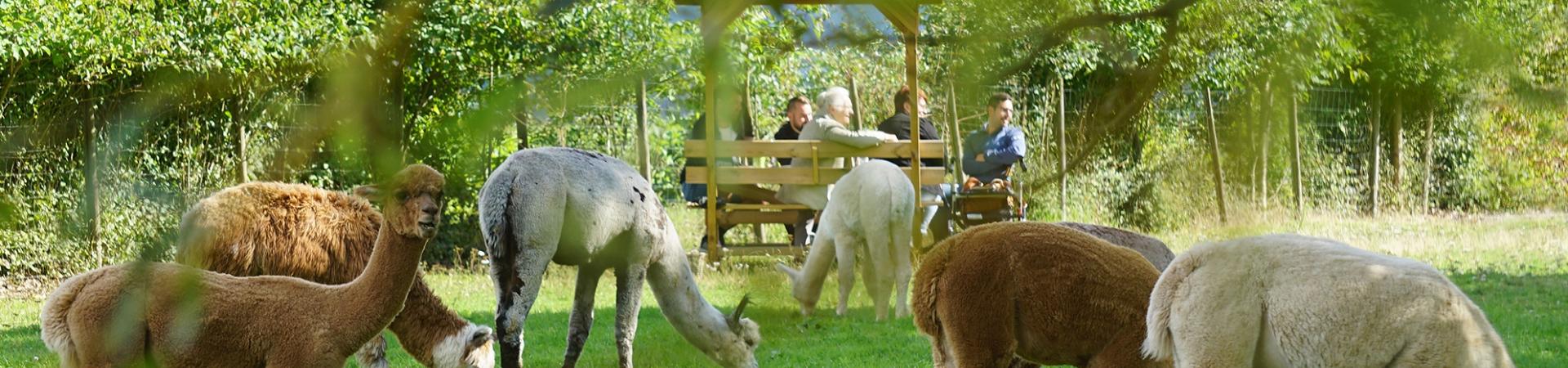 Geburtstage für Erwachsene